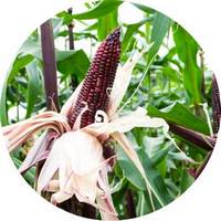 Zea Mays