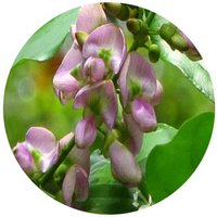 Millettia Pinnata - Pongamia Pinnata