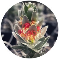 Mimetes Hottentoticus