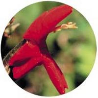 Erythranthe Cardinalis