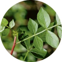 Commiphora Myrrha - Myrrh/Mirra