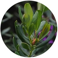 Myrica Gale - Mirto de Brabante