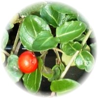 Mitchella: Mitchella Repens