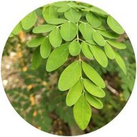 Moringa