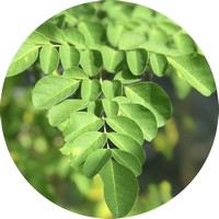 Moringa Oleifera