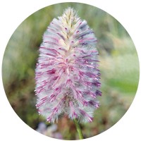 Tall Mulla Mulla - Ptilotus Exaltatus