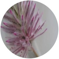 Ptilotus Exaltatus - Mulla Mulla