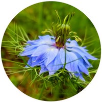 Nigella Damascena