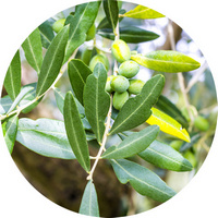 Olivo: Olea Europacea