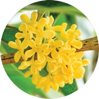 Osmanthus Fragans Aurantiacus