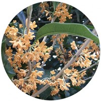 Osmanthus Fragans