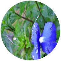 Otacanthus Caeruleus