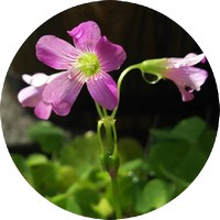 Oxalis