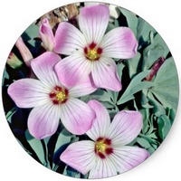 Oxalis Obtusa
