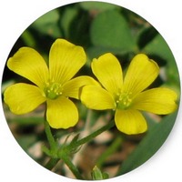 Oxalis Pes-Caprae