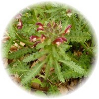 Pedicularis