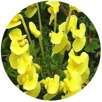 Pedicularis Chinensis