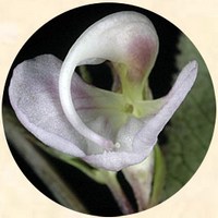 Pedicularis Racemosa