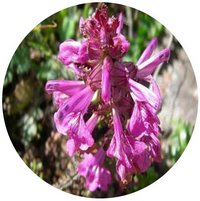 Pedicularis Verticillata