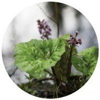 Petasites
