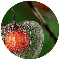 Physalis Alkekengi
