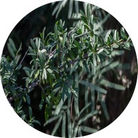 Pimentero - Schinus Longifolius