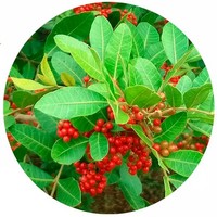 Schinus Terebinthifolius - Pimentero de Brasil