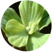 Pistia Stratiotes