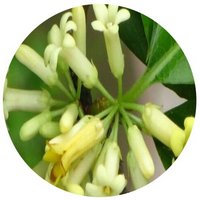 Pittosporum Balansae