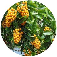 Pittosporum Formosana