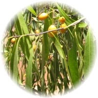 Pittosporum Phillyreoides