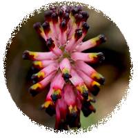 Platycapnos Spicatus