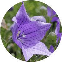 Platycodon Grandiflorus