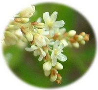 Pleuropteropyrum Weyrichii