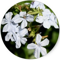 Plumbago Auriculata