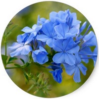 Plumbago ZeylanicaAuriculata