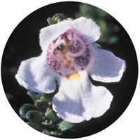 Prostanthera Cuneata - Alpine Mint Bush