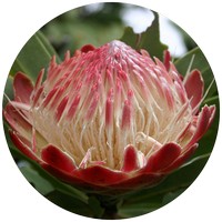 Protea