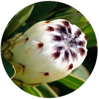 Protea
