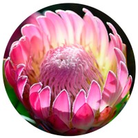 Protea Amplexicaulis