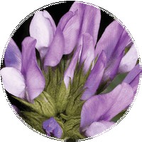 Psoralea Corylifolia