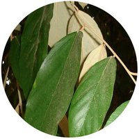 Pterospermum Acerifolium