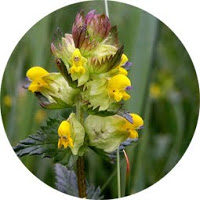 Rhinanthus Minor - Cresta de Gallo