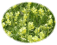 Rhinanthus Alectorolophus