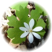 Sanguinaria Canadensis