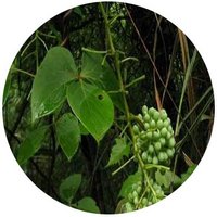 Sargentodoxa Cuneata