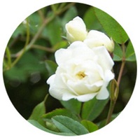 Saussurea Involucrata