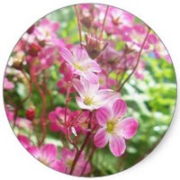 Saxifraga - Purple Saxifrage