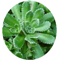 Saxifraga Paniculata