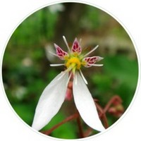 Saxifraga Sarmentosa